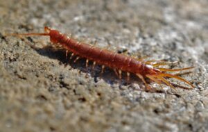ムカデが家庭に出没する夜間の対策方法は？