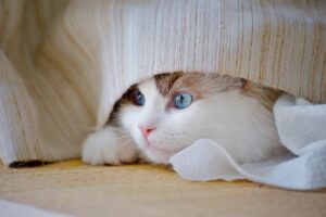 ムカデを家庭で撃退する方法は？