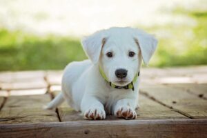 犬と猫のノミ駆除を自宅で安全に行う方法は？
