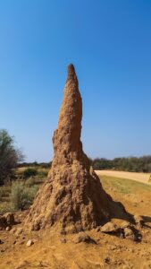 シロアリの家庭での対策方法はこれで決まり？
