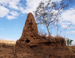 シロアリの家庭被害のサインは何を見ればわかる？
