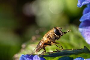ハチの家庭での予防方法はこれで決まり？
