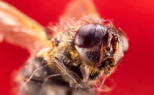家庭の害虫対策ランキングはどれが効果的？
