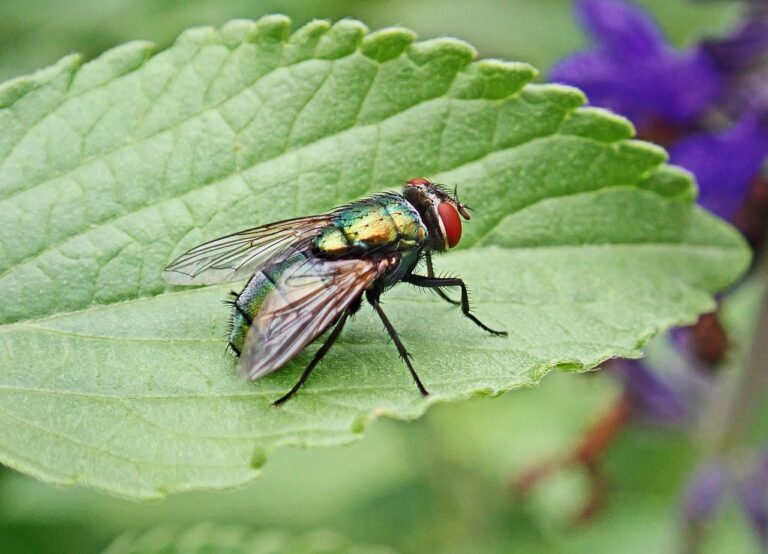 家庭の害虫撃退は季節ごとにどう変わる？