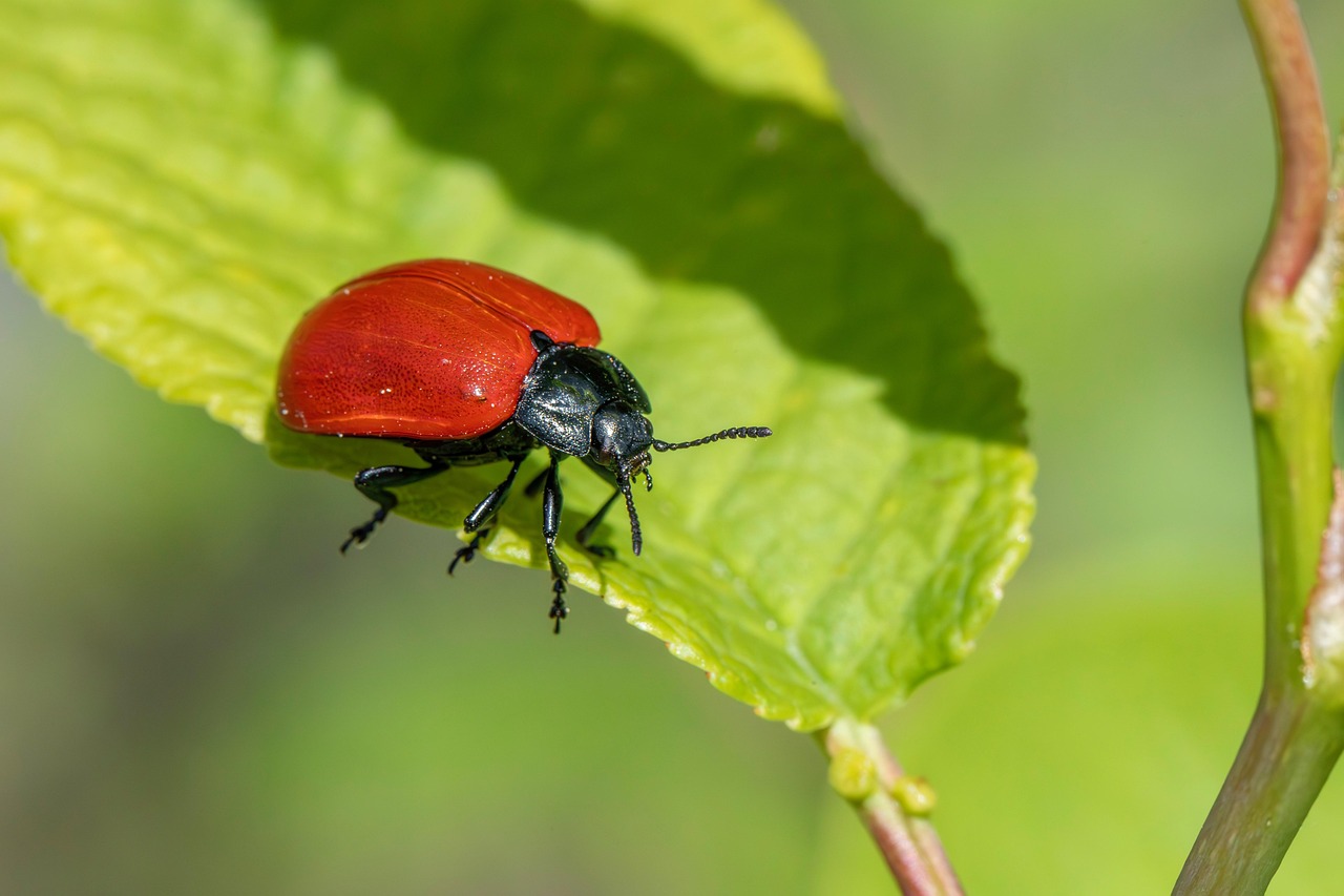 家庭の害虫駆除トラブル、効果的な対策は何？