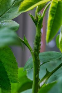 家庭の害虫駆除契約で気をつけるべき注意点は？